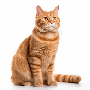 橙色猫咪边框橙色虎斑猫背景