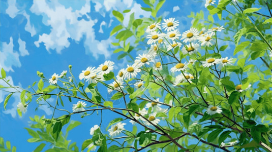 蓝蓝的天空雏菊绿色的枝叶背景图片