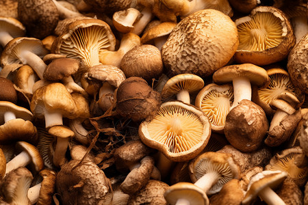 营养健康的干蘑菇图片