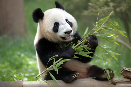动物园内可爱的熊猫图片