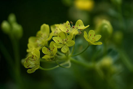 开花的绿色柴胡植物高清图片