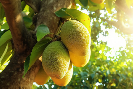 热带果树热带地区的菠萝蜜背景