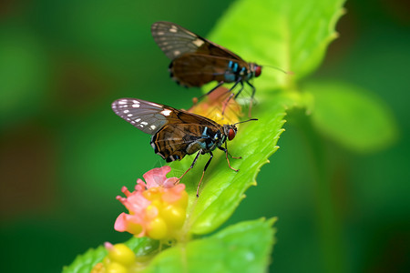 植物上授粉的蝴蝶背景图片