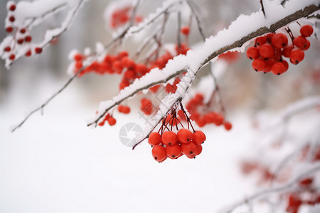 树枝上积雪的植物背景图片