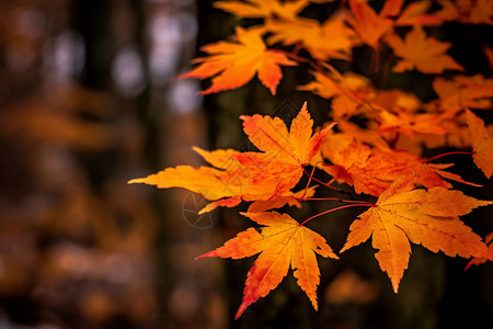 秋天的自然风景图片