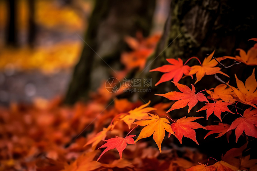 秋天的红枫图片