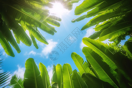 绿色树叶芭蕉树种植园中的芭蕉树背景