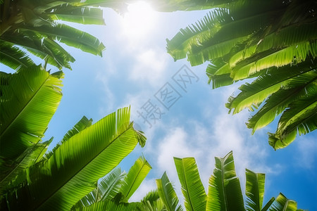 绿色芭蕉树绿色的芭蕉叶背景