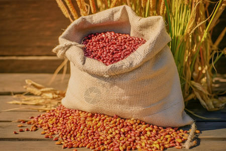 农业的红豆谷物高清图片