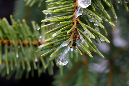 冬季里冰冻的杉树图片