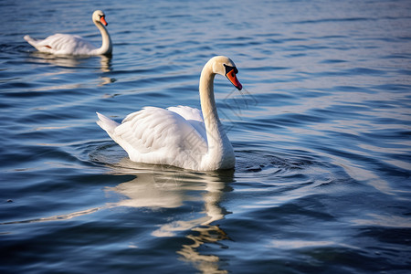 湖水中游泳的天鹅图片