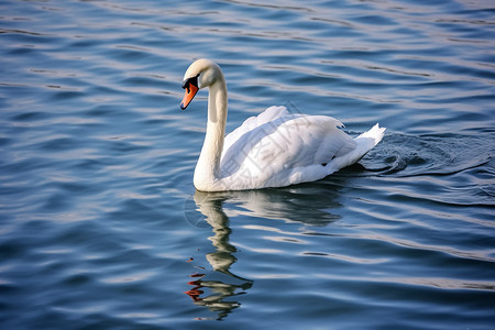 湖水里的美丽天鹅图片