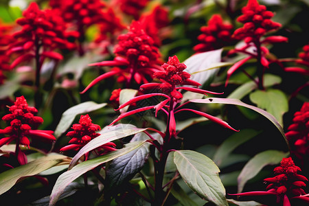 户外苗圃蓖麻种植背景