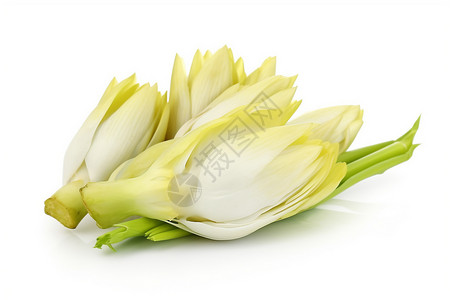 白色背景上的新鲜菊苣背景图片