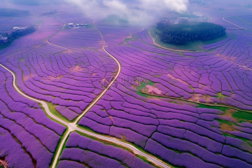 紫色花海景点图片