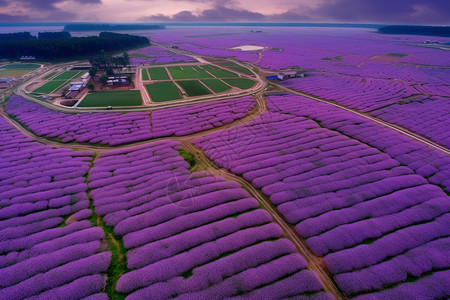 紫色田野花海背景图片