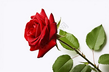 玫瑰般爱情白色背景上的玫瑰插画