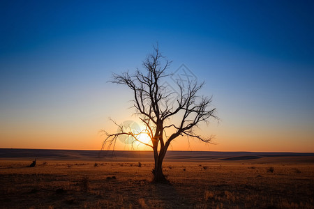 日落时的一棵枯树图片