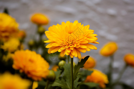 重阳节尊老风景野生的黄色菊花背景