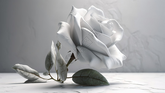 单色的玫瑰花朵高清图片