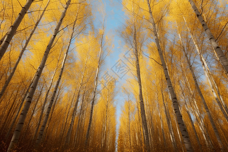金色的杨树林背景图片