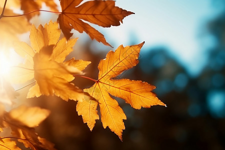 秋天的叶子照片图片