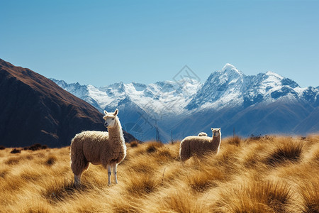 阳光明媚的草地图片