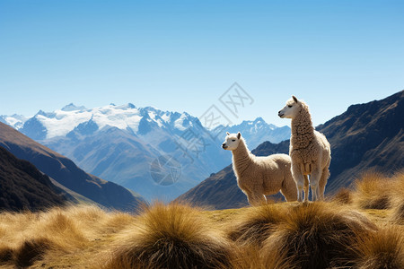 新西兰羊驼新西兰的自然风景背景