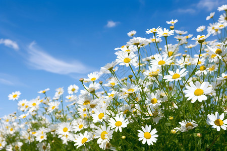 草地的白色雏菊背景图片