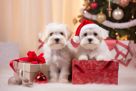 庆祝圣诞节的小狗图片