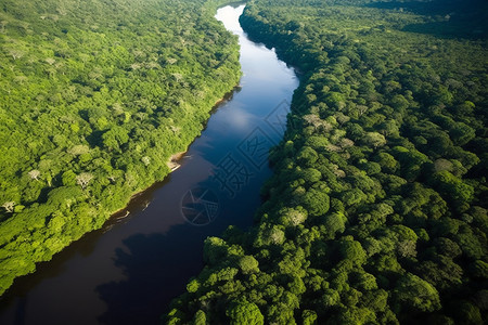 神秘的巴西雨林背景