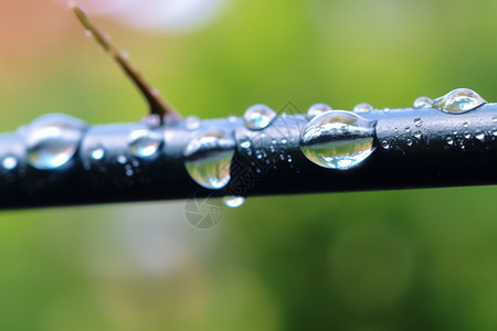 树枝上的水滴图片