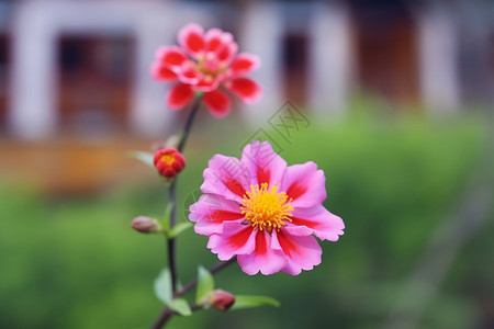 粉红色小房子绽放的花朵背景