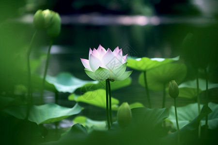 荷叶芙蓉盛开的水芙蓉背景