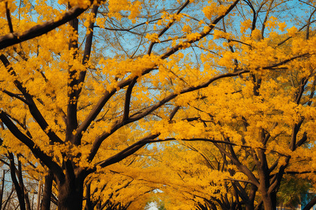 秋季公园的银杏叶背景图片