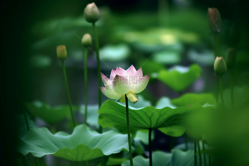 夏季盛开的水芙蓉图片