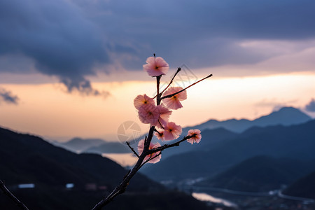 格桑花特写镜头图片