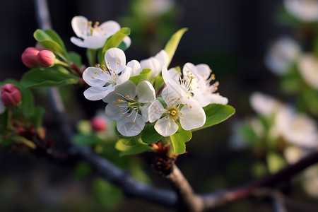苹果树上的花朵背景图片