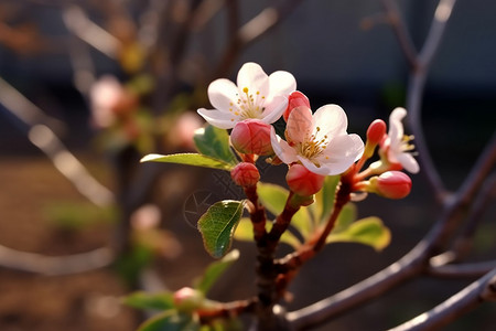 果树萌芽开花的苹果树背景