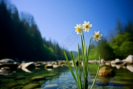 池塘中开出的花背景