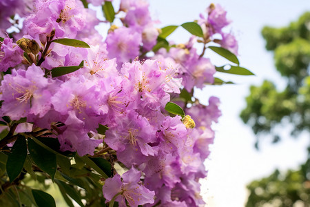 中草药桃金娘公园里的紫薇花背景