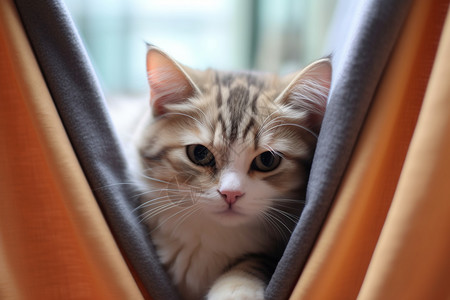 灰色吊床可爱的小猫背景