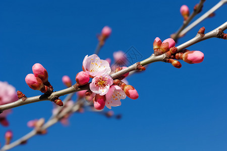 一枝树枝春天的一枝桃花背景