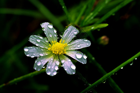 花朵上的露水背景图片