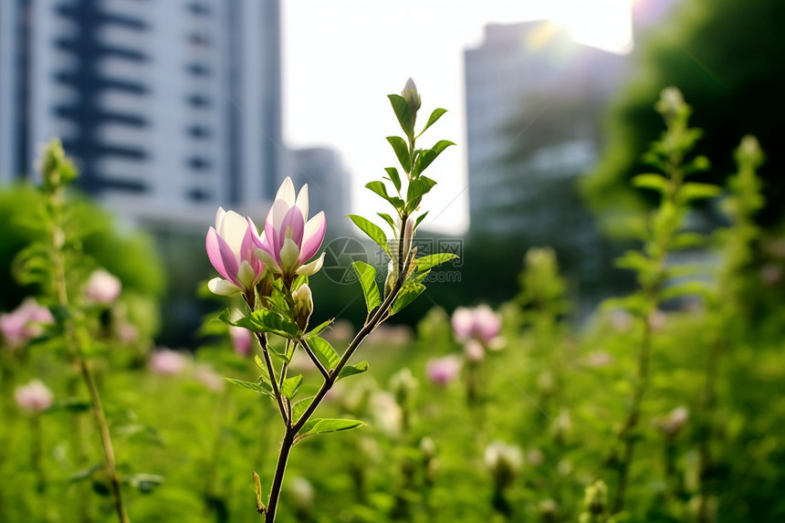 花园里的鲜花图片