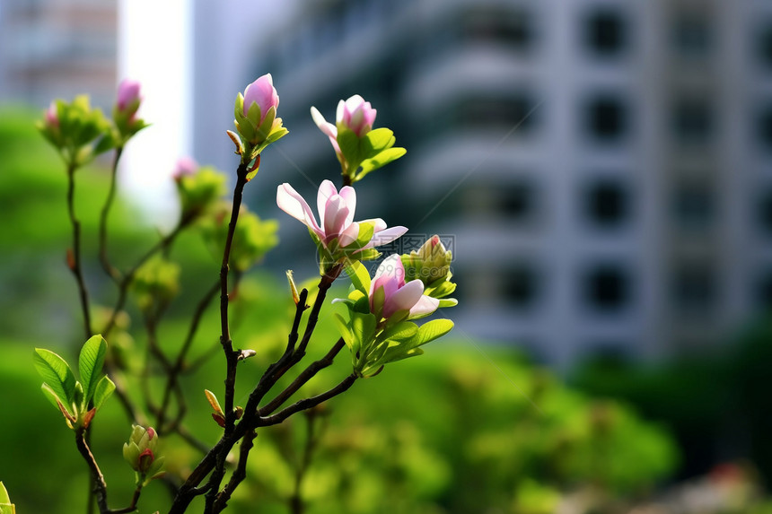 春天的玉兰花图片