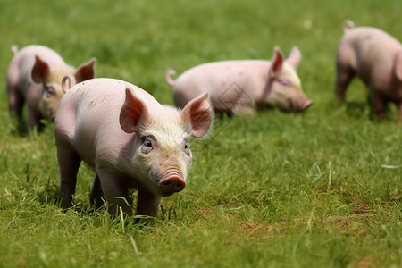 草地上奔跑的小猪图片