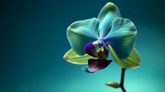 兰花花瓣的独特形状背景图片
