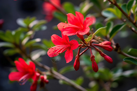 杜鹃花芽盛开的杜鹃花背景