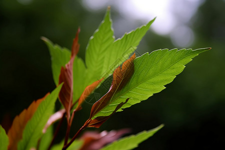 绿色花叶绿色的叶片背景